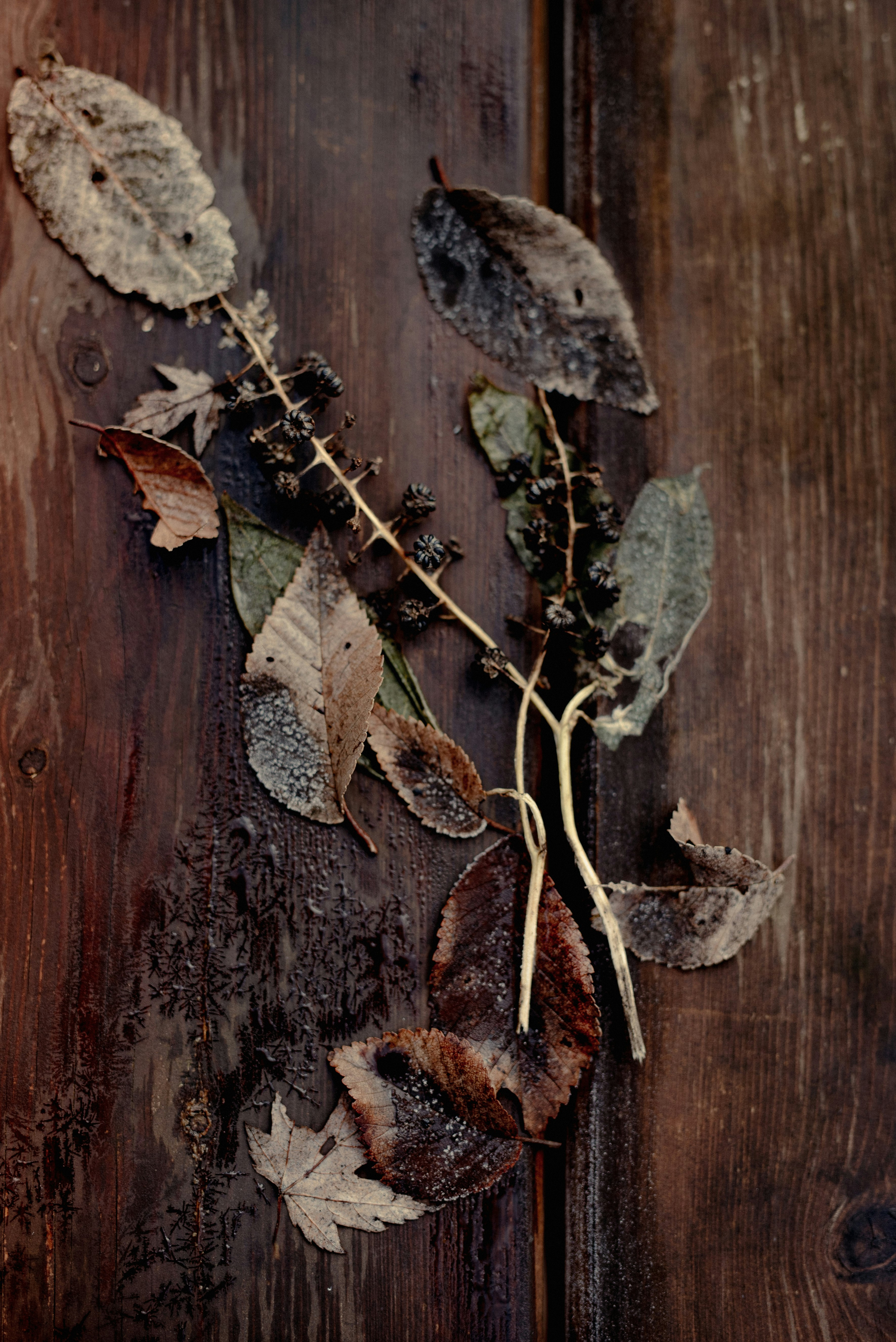 brown dried leaf on brown wooden surface